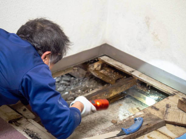 Best Crawl Space Mold Remediation in Lake Alfred, FL