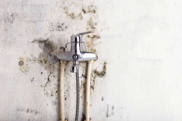 Best Mold Remediation for Specific Building Types in Lake Alfred, FL