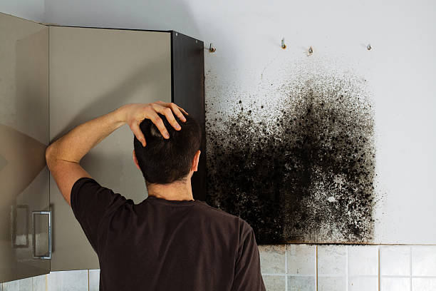 Professional Mold Remediation in Lake Alfred, FL